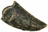 Serrated, Raptor Tooth - Real Dinosaur Tooth #296755-1